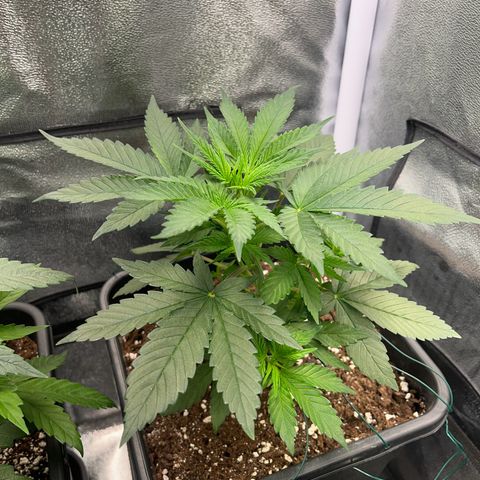 Blue Cheese RQS growlog photo: Landemain du palissage v2 
