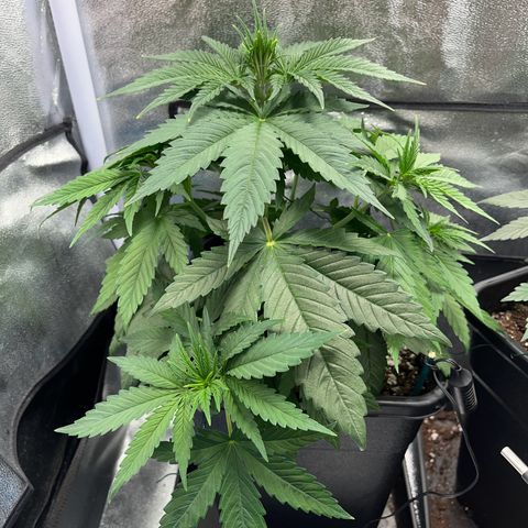 Blue Cheese RQS growlog timeline photo