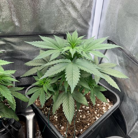 Blue Cheese RQS growlog timeline photo