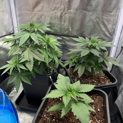 Blue Cheese RQS growlog timeline photo