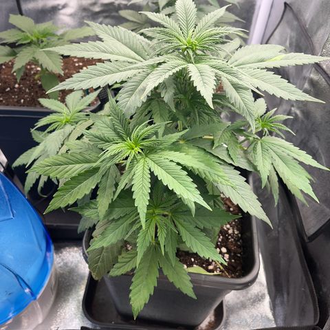 Blue Cheese RQS growlog photo: Samedi matin vers 8h 