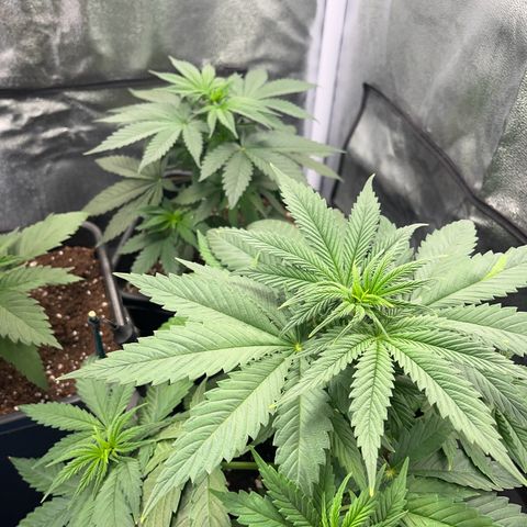 Blue Cheese RQS growlog photo: Samedi matin vers 8h 