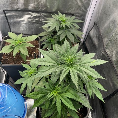 Blue Cheese RQS growlog timeline photo