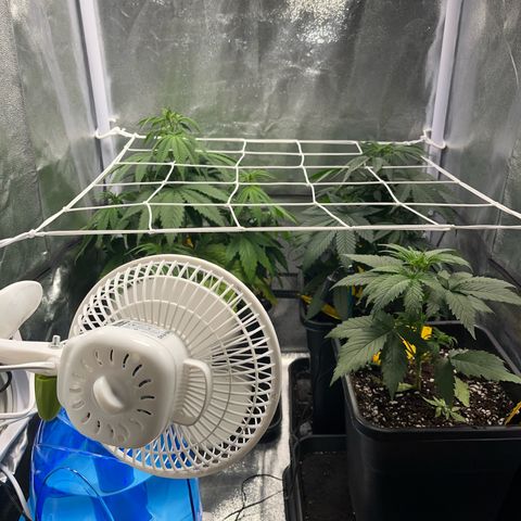 Blue Cheese RQS growlog timeline photo