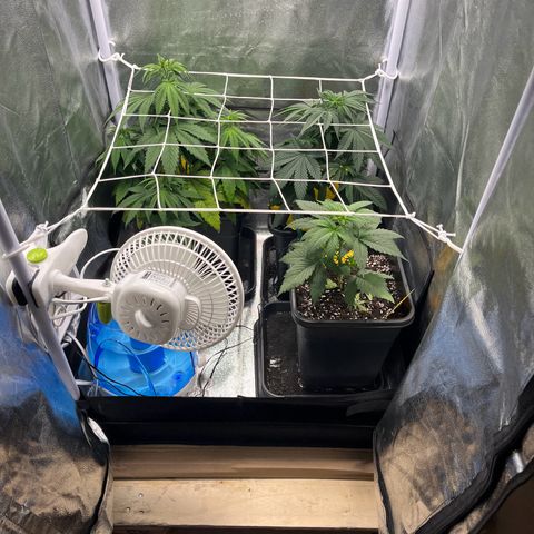 Blue Cheese RQS growlog timeline photo