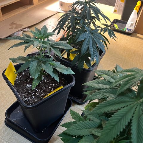 Blue Cheese RQS growlog timeline photo