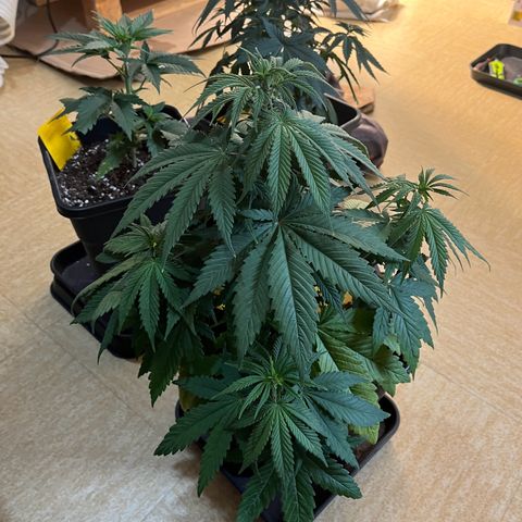 Blue Cheese RQS growlog timeline photo