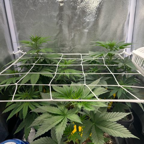 Blue Cheese RQS growlog timeline photo
