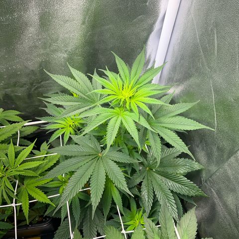 Blue Cheese RQS growlog timeline photo