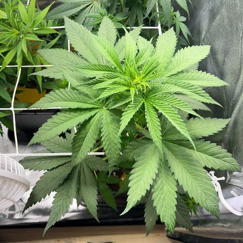Blue Cheese RQS growlog timeline photo