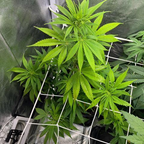 Blue Cheese RQS growlog timeline photo
