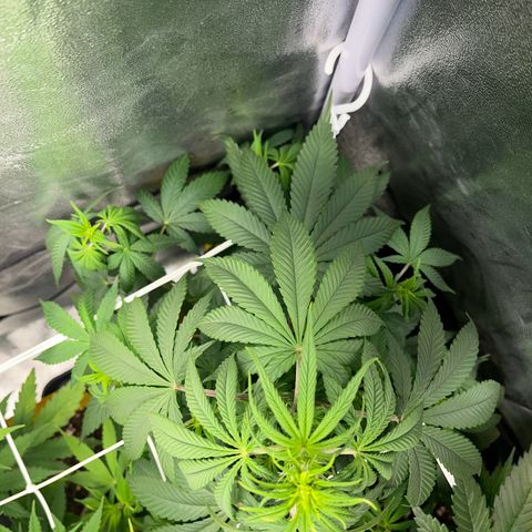 Blue Cheese RQS growlog timeline photo
