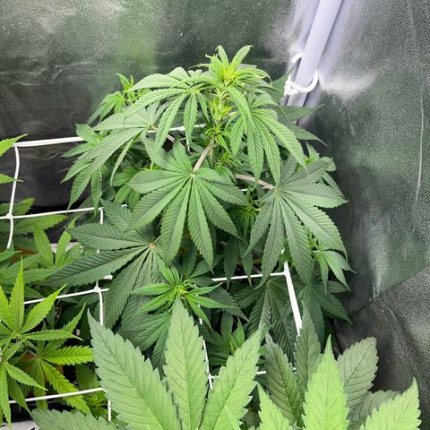 Blue Cheese RQS growlog timeline photo
