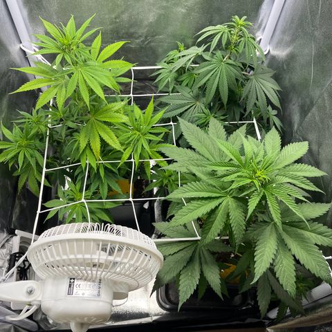 Blue Cheese RQS growlog timeline photo