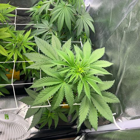 Blue Cheese RQS growlog timeline photo