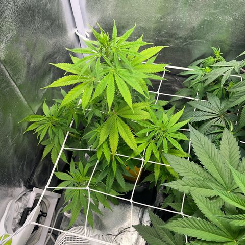 Blue Cheese RQS growlog timeline photo