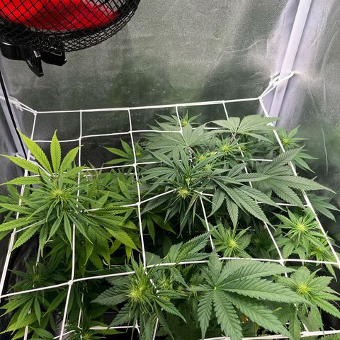 Blue Cheese RQS growlog timeline photo
