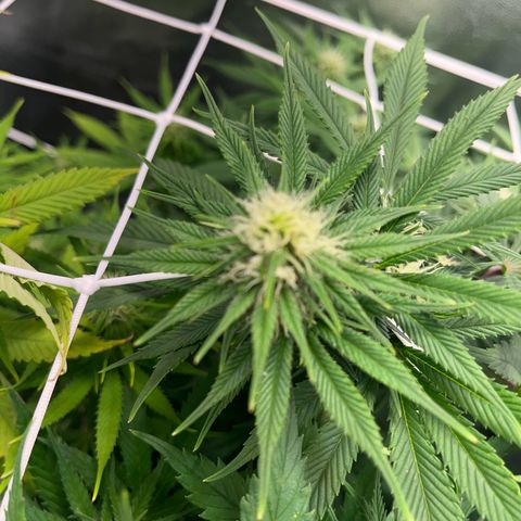Blue Cheese RQS growlog timeline photo