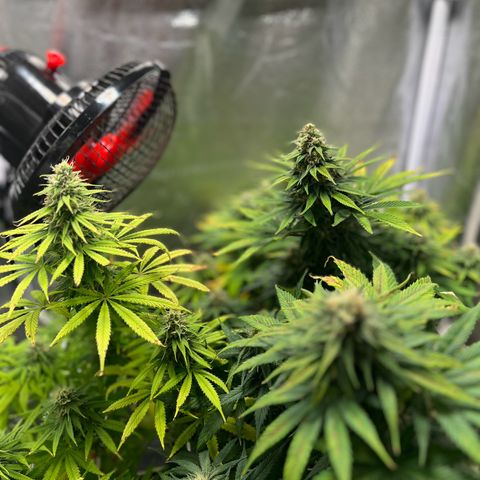 Blue Cheese RQS growlog timeline photo