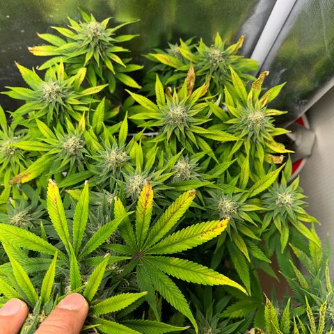 Blue Cheese RQS growlog timeline photo