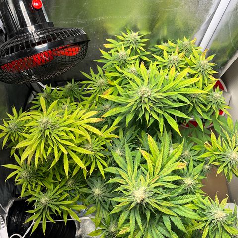 Blue Cheese RQS growlog timeline photo