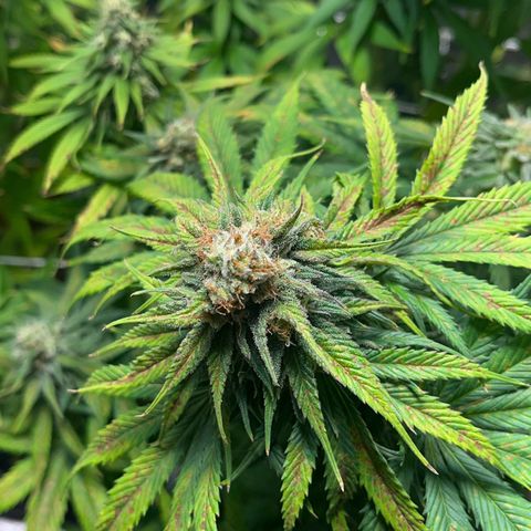 Blue Cheese RQS growlog timeline photo