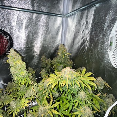 Blue Cheese RQS growlog timeline photo