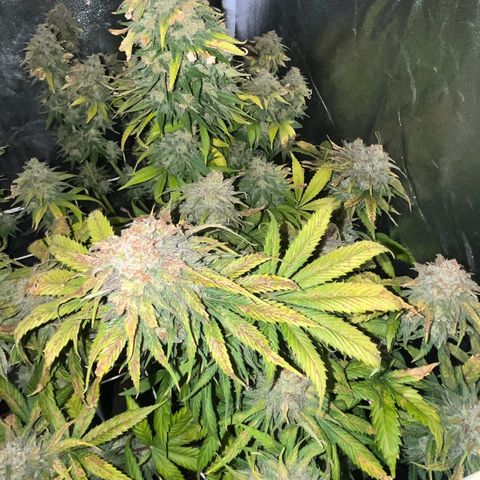 Blue Cheese RQS growlog timeline photo