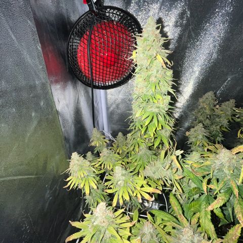 Blue Cheese RQS growlog timeline photo