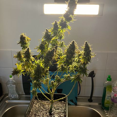 Blue Cheese RQS growlog timeline photo