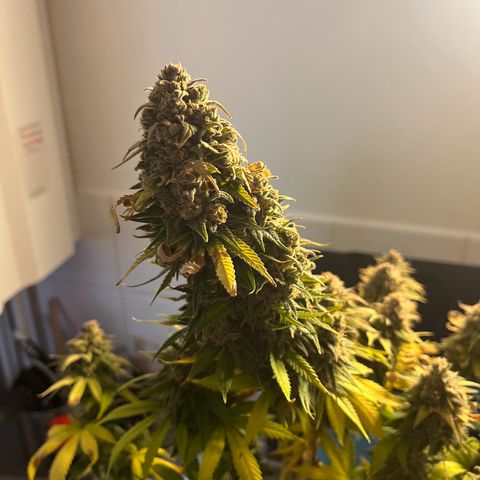 Blue Cheese RQS growlog timeline photo