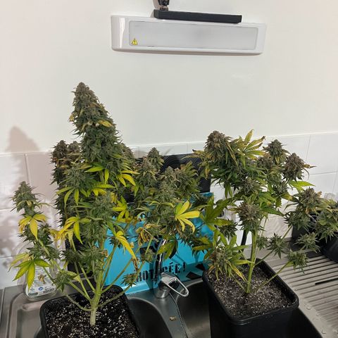 Blue Cheese RQS growlog timeline photo