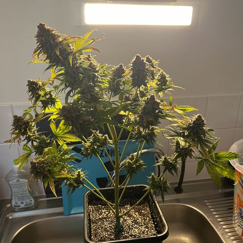Blue Cheese RQS growlog timeline photo