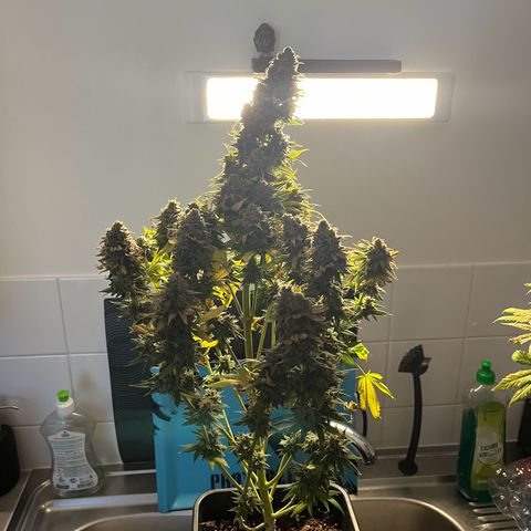 Blue Cheese RQS growlog timeline photo