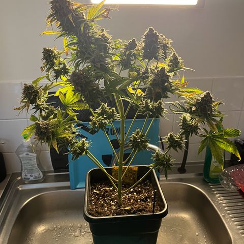 Blue Cheese RQS growlog timeline photo