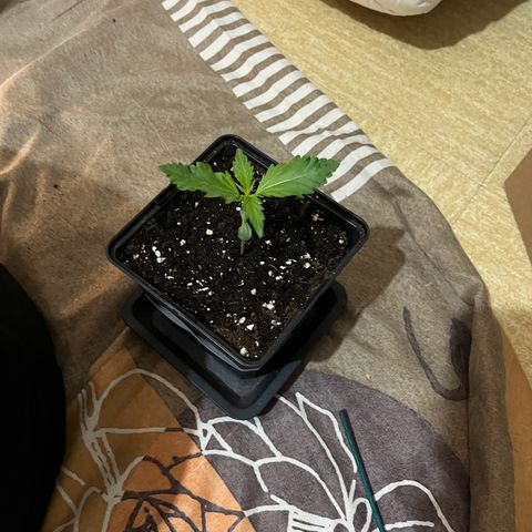 Wedding cake auto RQS growlog timeline photo