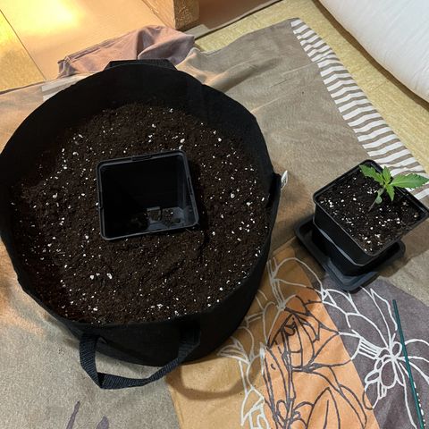 Wedding cake auto RQS growlog timeline photo