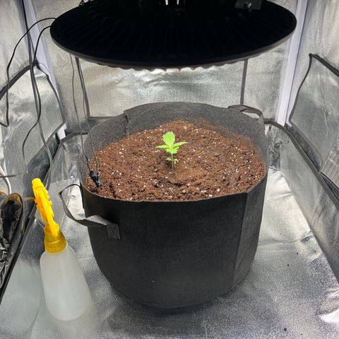Wedding cake auto RQS growlog timeline photo