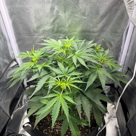 Wedding cake auto RQS growlog timeline photo