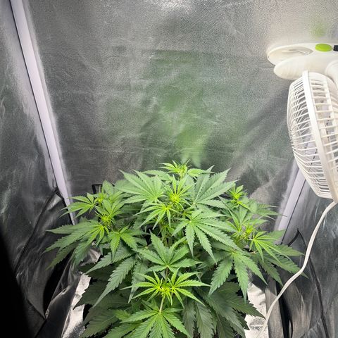 Wedding cake auto RQS growlog timeline photo