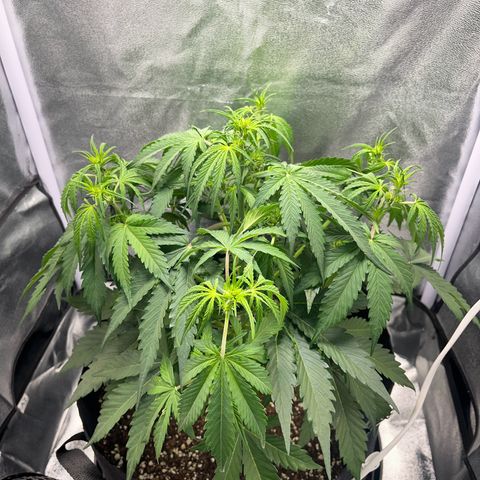 Wedding cake auto RQS growlog timeline photo