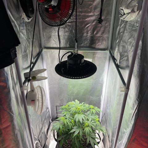 Wedding cake auto RQS growlog timeline photo