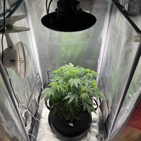 Wedding cake auto RQS growlog timeline photo
