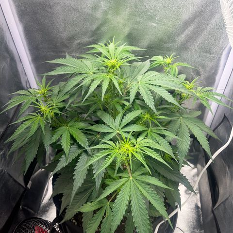 Wedding cake auto RQS growlog timeline photo