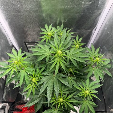 Wedding cake auto RQS growlog photo:  Juste avant arrosage, puis juste après