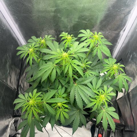 Wedding cake auto RQS growlog photo:  Juste avant arrosage, puis juste après