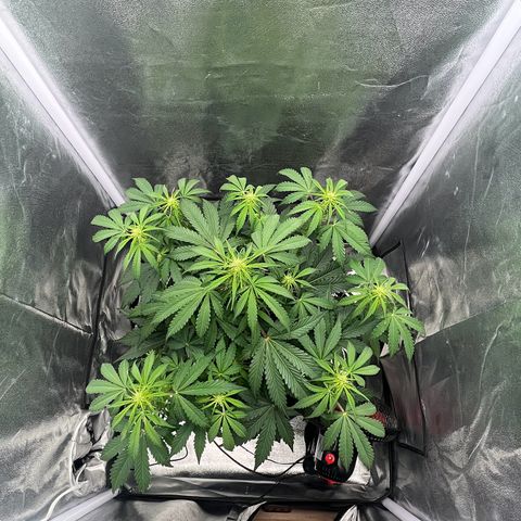 Wedding cake auto RQS growlog photo:  Juste avant arrosage, puis juste après