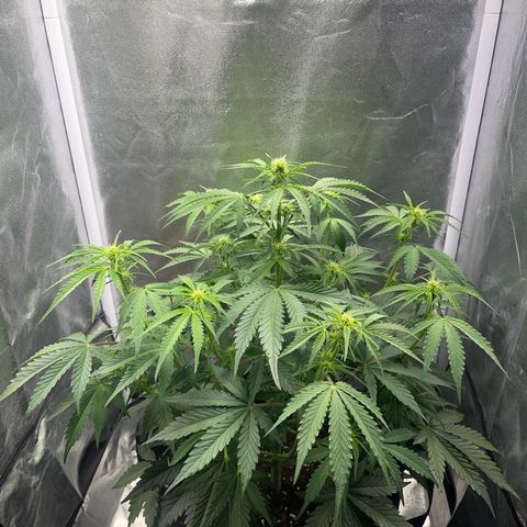 Wedding cake auto RQS growlog photo:  Juste avant arrosage, puis juste après