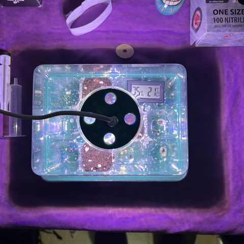 Titan F1 Hybride [RQS]x1 growlog photo: Mise en germination dans la terre bien humidifier avec une eau à 6.3 pH 