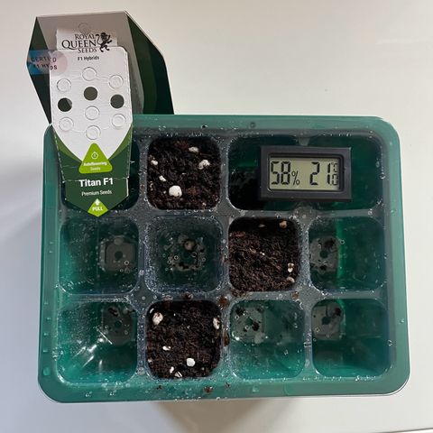 Titan F1 Hybride [RQS]x1 growlog photo: Mise en germination dans la terre bien humidifier avec une eau à 6.3 pH 
